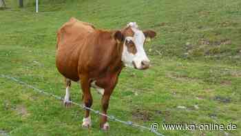 Mann erschreckt schwangere Kuh - die muss eingeschläfert werden