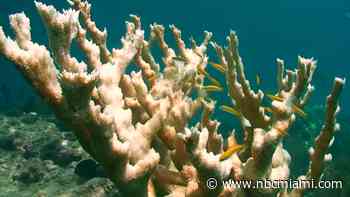 UM Researchers Play Matchmaker in Aiding Coral Reef Reproduction