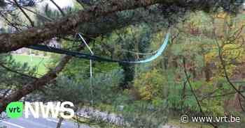 Eekhoorns krijgen nog meer boombruggen in Essen om veilig de weg over te steken - VRT NWS