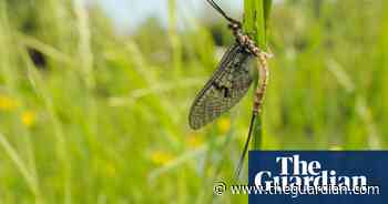 Chemical pollution killing off England’s riverflies, experts warn - The Guardian