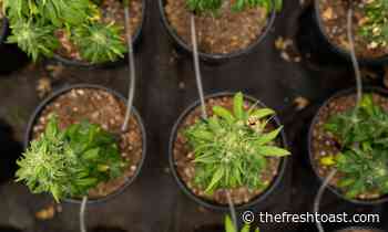 7 Things To Know About US Cannabis Homegrowers: New Frontier Data 2022 Report - The Fresh Toast