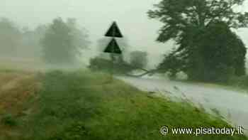 Maltempo, danni ad edifici scolastici e alberi caduti in strada: il punto dalla Provincia - PisaToday