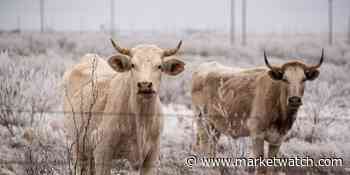 U.S. stocks end lower as investors weigh Fed minutes, retail sales - MarketWatch