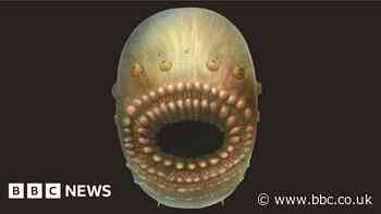 Mystery of half-billion year old creature with no anus solved