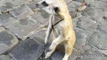 Un suricato vaga per Roma, ecco perché quella città non dovrebbe essere casa sua - La Stampa