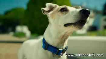 Contexta: Wenn der Hund aufs Skateboard steigt - persoenlich.com