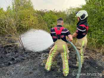 Vegetatiebrand langs de autostrade in Anderlecht - BRUZZ