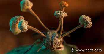 Zombie Fungus-Infected Fly Wins Science Photo Contest     - CNET
