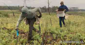 Quebecer breaks Guinness world record, planting more than 23K trees in 24 hours