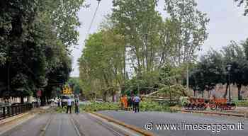 Maltempo a Roma, strage di alberi: 50 interventi solo in città. E oggi allerta nubifragi - ilmessaggero.it