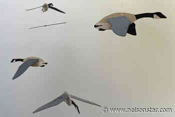 ABOUT NELSON: Rambo Bob and the Goose Trustee - Nelson Star