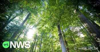 Vijf hectare jonge, stervende bomen in Mol maken plaats voor duurzamer bos: "Meerwaarde voor de wandelaars" - VRT NWS