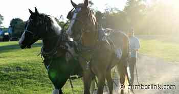 Draft horse pull event at Cumberland Ag Expo draws local and statewide competitors - The Sentinel