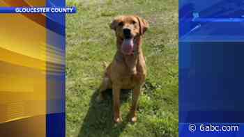 Death of Gloucester County Fire Marshal's Office K9 under investigation - WPVI-TV