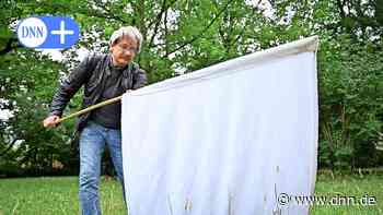 Großer Garten Dresden: Wie viele Zecken gibt es? - Dresdner Neueste Nachrichten