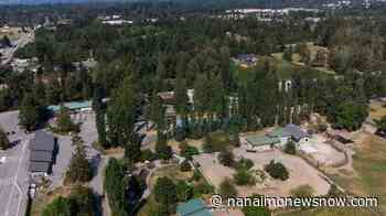 Wolf missing from Vancouver zoo found safe, returned to pack - Nanaimo News NOW