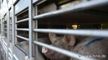 Landwirte im Landkreis Northeim hoffen auf regionale Eingrenzung der Schweinepest - hna.de