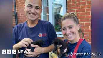 Essex firefighters rescue kittens trapped in drain