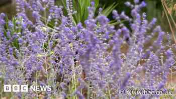 Beth Chatto: Tips for creating a dry weather garden