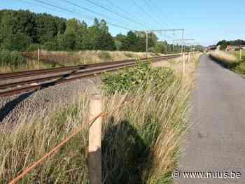 Gemeente Zwalm bindt de strijd aan met de invasieve exoten. - NUUS