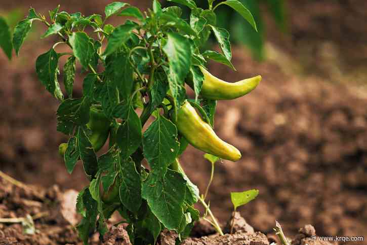 NASA encouraging everyone to grow chile plants after space experiment