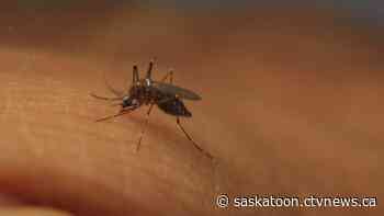 Saskatoon mosquito counts higher than last year, but low compared to historical average - CTV News Saskatoon