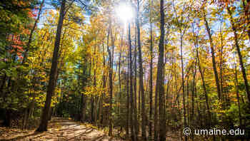 Fraver part of NSF-funded research on methane sinks in Maine forest - UMaine News - University of Maine - University of Maine