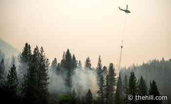 Permitting reform push should include forest restoration - The Hill