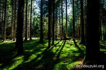 There’s hope in seeing the forest and the trees - David Suzuki Foundation