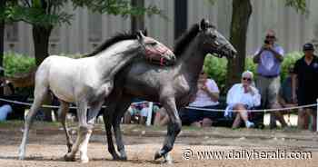 Bring on the dancing horses: How rare Lipizzans get to the top of their game, amaze the crowds