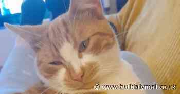 Beloved Hull support cat reunited with owner after going missing for five days - Hull Live