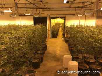Edmonton police seize more than $3.3 million worth of illegal cannabis