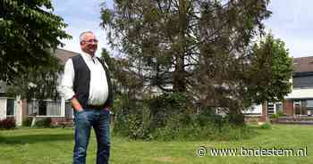 Pas in voorjaar meer duidelijkheid over toestand Hankse boom - BN DeStem