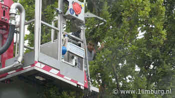 Jongen wil kat redden en durft niet meer uit boom - 1Limburg | Nieuws en sport uit Limburg