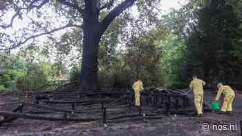 Drie tieners opgepakt voor in brand steken monumentale boom Eindhoven - NOS