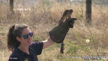 The Raptors return to the Allan Brooks Nature Centre next week - Vernon News - Castanet.net