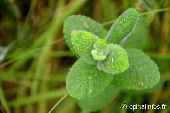Balade botanique à Épinal le mercredi 24 août 2022 - Epinal infos - Epinal Infos