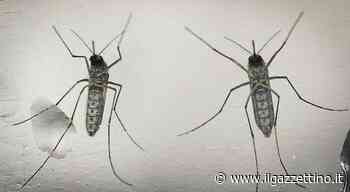 West Nile, allarme cluster a Mestre: domani, 20 agosto, disinfestazione straordinaria. «Tenete chiuse le fines - ilgazzettino.it