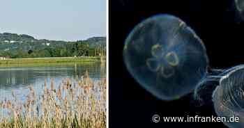 Coburg/Lichtenfels: Quallen in Badesee entdeckt - wie gefährlich sind die Tiere für Schwimmer? - inFranken.de