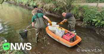 "Visreddag" op Zwarte Nete in Retie: vissen moeten tijdelijk verhuizen voor werken op de rivier - VRT NWS