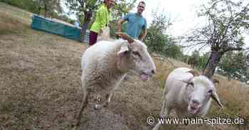 Wie zwei Hobby-Schäfer in Trebur ihre Herde pflegen - Main-Spitze