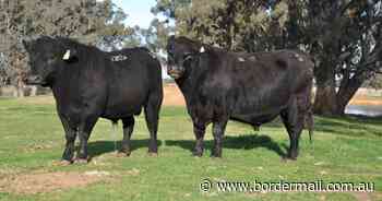 A finely-tuned approach at Scotts Angus - The Border Mail