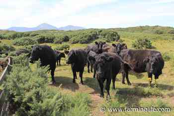 Aberdeen Angus ideally suited to conservation grazing conditions - Farming Life