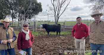 Mundarlo Angus have 100pc sale of bulls and females - The Land Newspaper