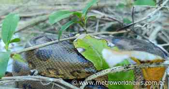 Vídeo mostra encontro com filhote de sucuri-verde em rio; anaconda é a maior cobra do Brasil - Metro World News