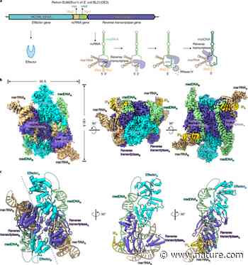 Cryo-EM structures of Escherichia coli Ec86 retron complexes reveal architecture and defence mechanism - Nature.com