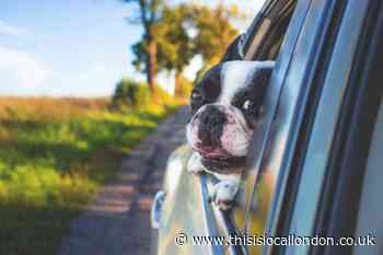 Highway Code: Drivers could face £5,000 fine for driving with dog in their car