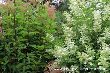 Duchess of Dirt: Time to plan for end of the season - Comox Valley Record