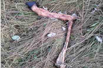 Risse in Georgenzell - Nur noch Reste von zwei Schafen - inSüdthüringen