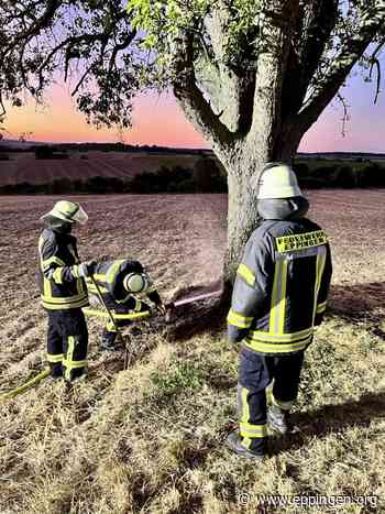 ▷ Eppingen: Glimmender Baumstamm - Eppingen.org